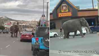 Wild moment elephant marauds through small town in Montana after breaking loose from circus