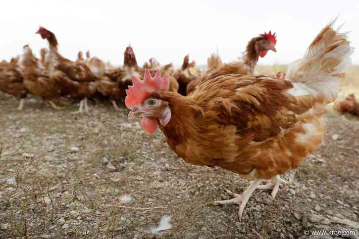 Bird flu detected in chickens in eastern New Mexico