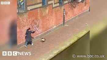 Goose gives chase to canal path pedestrians