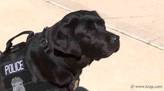 ATF's gun sniffing dog now working with Albuquerque police