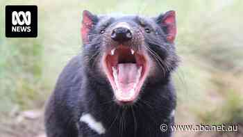 Tasmanian devil tooth found during archaeological dig 1,000 kilometres north of Perth