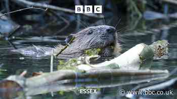 Finchingfield beaver flood project marks fifth birthday