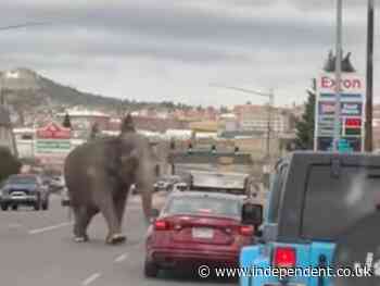 Circus elephant, 58, causes chaos in Montana town after slipping her handlers