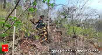 3 'senior commanders' among 29 Maoists killed in Bastar