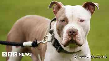 Dog which bit woman suspected to be XL bully