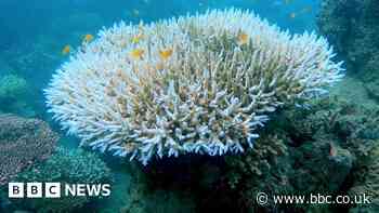 World's coral turns white from deadly ocean heat