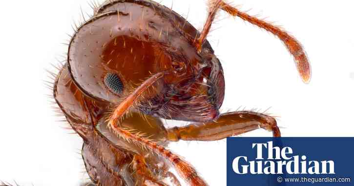 Cost of fire-ant outbreak in Australia could be much higher than ‘flawed’ earlier prediction, data shows