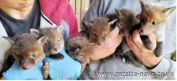 Ten fox cubs taken in to Thorrington animal rescue centre