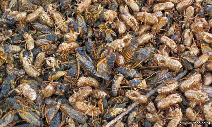 ‘Cicadapocalyps’ verschrikt burgers en verrukt entomologen