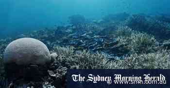 Shocking extent of Great Barrier Reef coral bleaching revealed