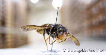 Nesten gevreesde Aziatische hoornaar in woonwijken, opmars niet te stuiten