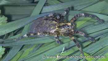 Studie enthüllt: Nosferatu-Spinne hat sich in Deutschland rasant ausgebreitet