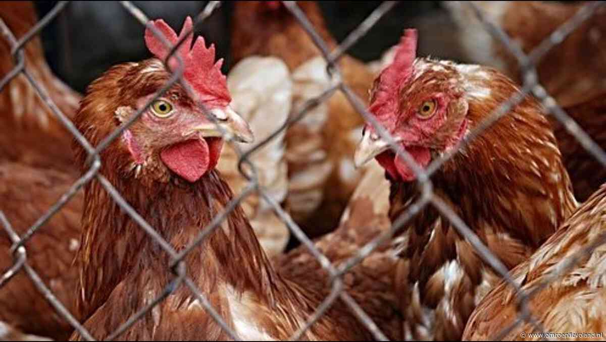 Flevoland - Veestapel van Flevoland in ruim 20 jaar fors gegroeid, vooral meer kippen