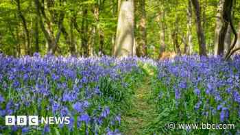Ancient woodlands to be restored with new funding