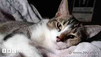 Pet cat 'on a mission to keep Britain clean'