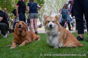 Greenwich Dog Show to return to Old Royal Naval College