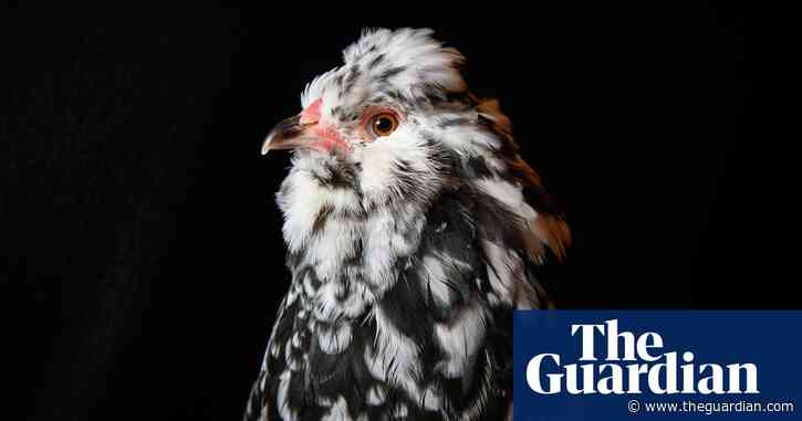 UK’s native poultry under threat as bird flu takes hold worldwide