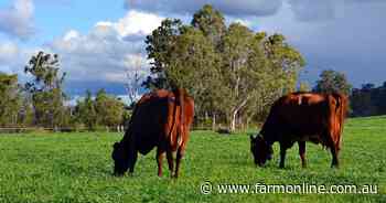 Research looking for improved kikuyu varieties to boost dairy production