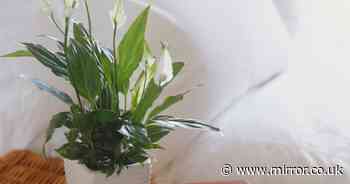 Peace lilies 'produce more flowers and perform best' if kept in one spot in your home