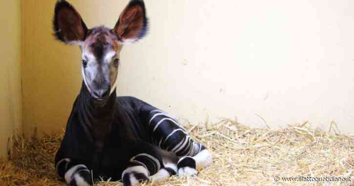 E’ nato un cucciolo di okapi allo zoo di Falconara Marittima: così questo cucciolo di “giraffa della foresta” può salvare la specie dall’estinzione