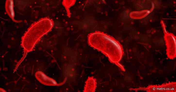 Deadly ‘vampire’ bacteria seek out and feast on human blood