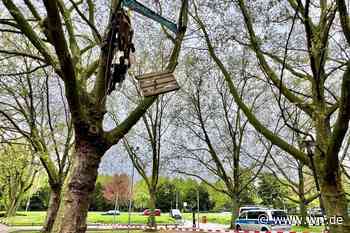 Aktivisten klettern auf Baum an der Engelenschanze