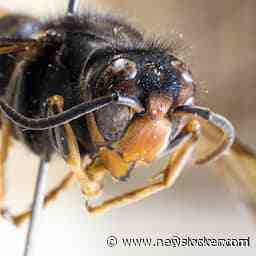Aziatische hoornaar nu in heel Nederland, in het zuiden niet meer uit te roeien