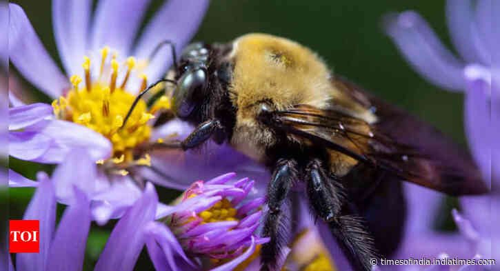 Queen bumblebees surprise scientists by surviving underwater