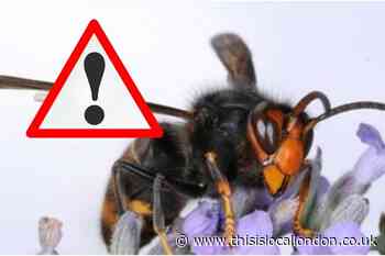 Asian hornet found in Romford as people urged to be vigilant