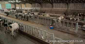 This prison in Wales has a working farm where inmates milk cows