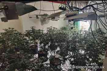 Police went into a large home in a posh part of Swansea and found a huge five-storey drugs factory there