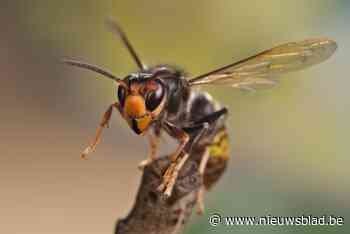 Lokpotten en vrijwilligers om nesten te spotten: gemeente bindt strijd aan met ‘problematische’ Aziatische hoornaar