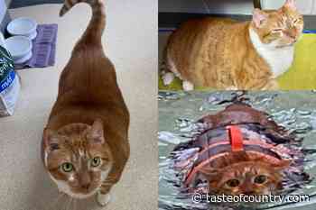 30-Pound Cat Named Thicken Nugget Reveals Dramatic Weight Loss