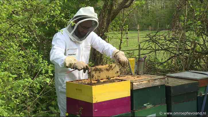 Flevoland - Bijen tellen in Flevoland, 'Gebruik een netje om ze te vangen'