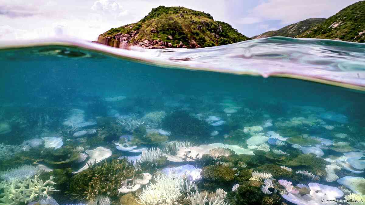 The Great Barrier Reef suffers its worst summer on record: Corals experience extreme bleaching in addition to floods, cyclones, and outbreaks of deadly starfish, scientists warn