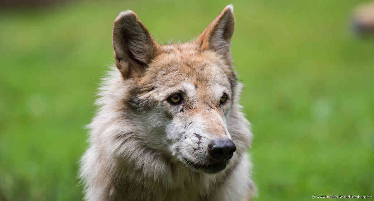 Wolf in Gemeinde Lenzkirch überfahren