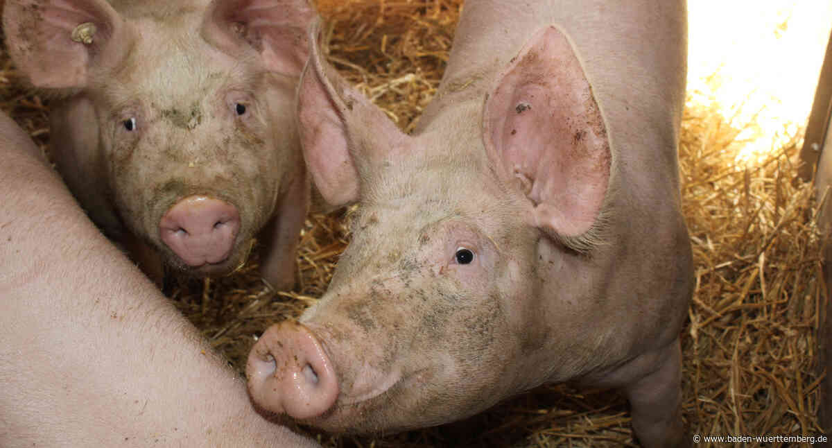 Nachhaltige und regionale Selbstversorgung mit Schweinefleisch