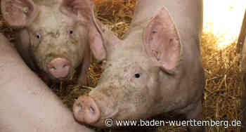 Nachhaltige und regionale Selbstversorgung mit Schweinefleisch