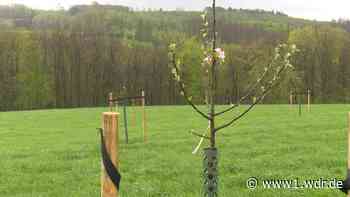 Junge Apfelbäume von Wiese der Remscheider Stiftung Tannenhof gestohlen