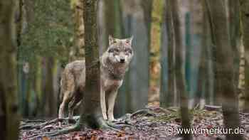 Wildkamera-Aufnahmen zeigen wahrscheinlich einen Wolf