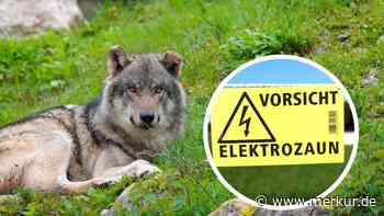 2.000-Volt-Zäune gegen den Wolf: Fachleute sehen Strom als Lösung