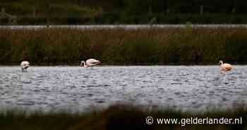 Flamingo's strijken neer in de Peel: ‘Bijzonder om ze hier te zien’