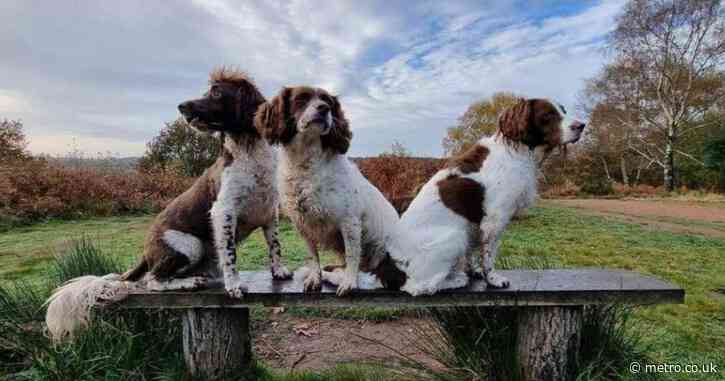Pet owner issues warning after two family dogs are ‘deliberately poisoned’