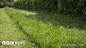 No Mow May to return after complaints in 2023
