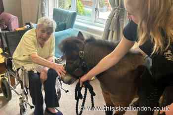 Miniature ponies welcomed by care home residents in Waltham Abbey