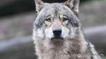 Nationalrat will mit "wolfsfreien Zonen" besseren Schutz vor Wölfen