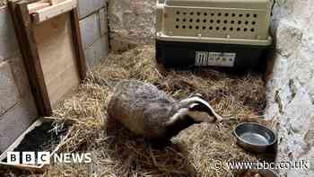 Badger helpers open secret new rehabilitation unit