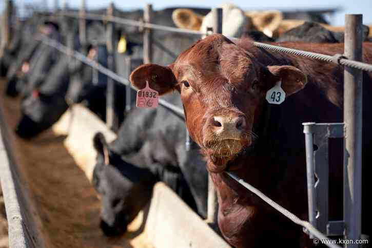 $100K in cattle stolen from Texas ranch, law enforcement says