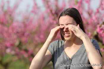 Hay fever eye allergies: The best way to treat symptoms
