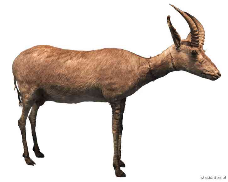 Hoe de Europeanen binnen 35 jaar een einde maakten aan de bijzondere blauwe antilope in Afrika